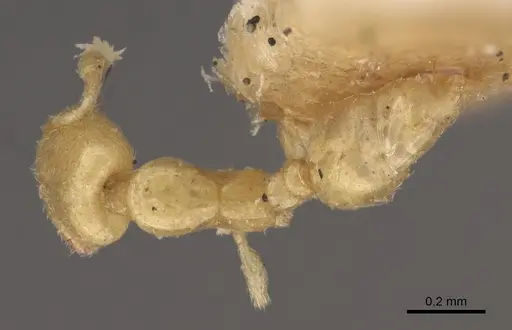 Solenopsis latro - CASENT0917820