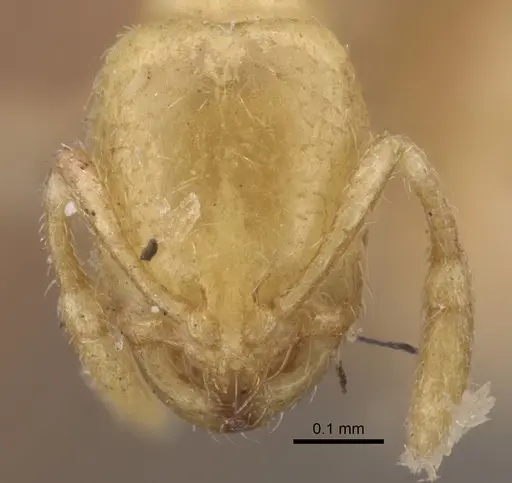 Solenopsis latro - CASENT0917820