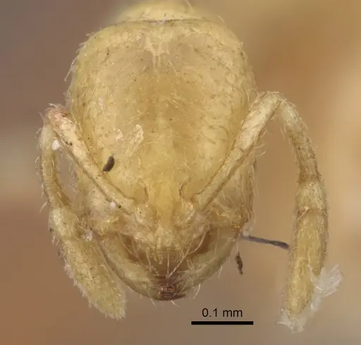 Solenopsis latro - CASENT0917820