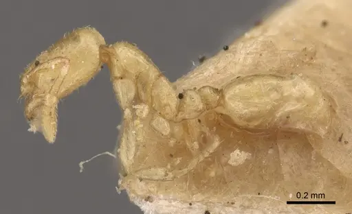 Solenopsis latro - CASENT0917820