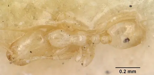 Solenopsis leptanilloides specimen