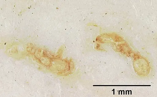 Solenopsis leptanilloides specimen