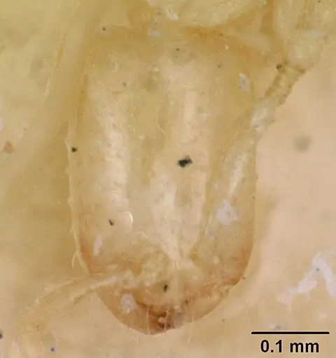 Solenopsis leptanilloides specimen