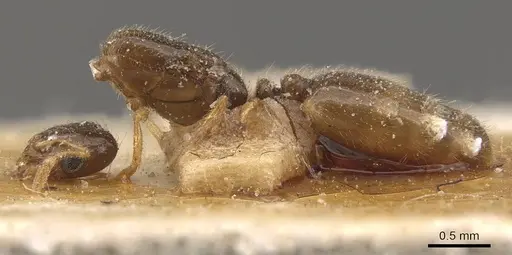 Solenopsis longiceps specimen