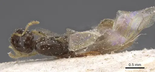 Solenopsis longiceps - CASENT0913904