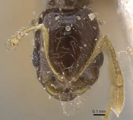 Solenopsis longiceps - CASENT0913904