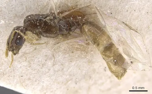 Solenopsis longiceps - CASENT0913904