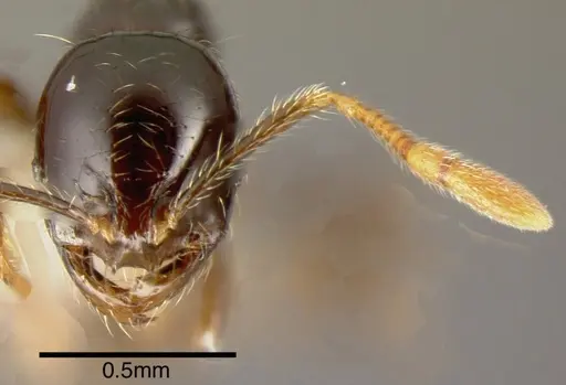 Solenopsis longinoi specimen