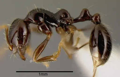 Solenopsis longinoi specimen