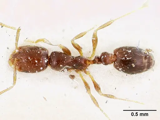 Solenopsis loretana specimen