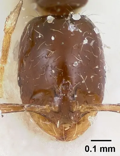 Solenopsis loretana specimen