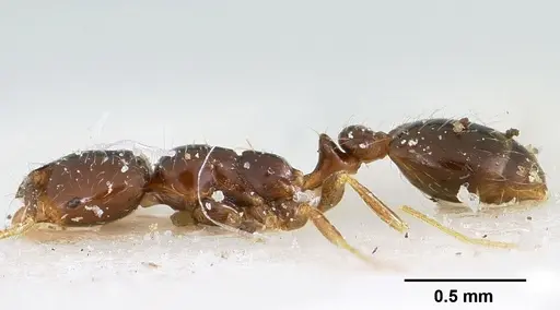 Solenopsis loretana specimen