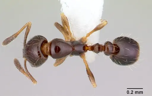 Solenopsis loretana - CASENT0178136