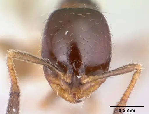 Solenopsis loretana - CASENT0178136