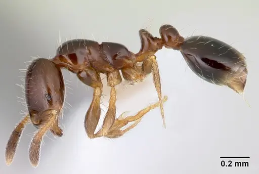 Solenopsis loretana - CASENT0178136