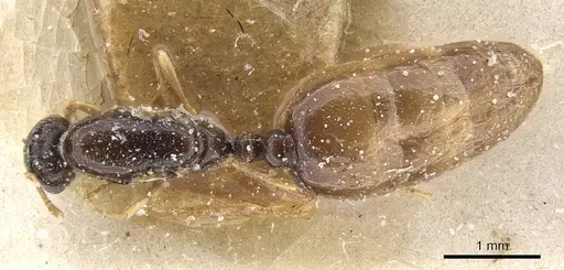 Solenopsis lotophaga specimen