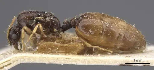Solenopsis lotophaga specimen