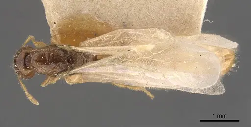 Solenopsis lou specimen