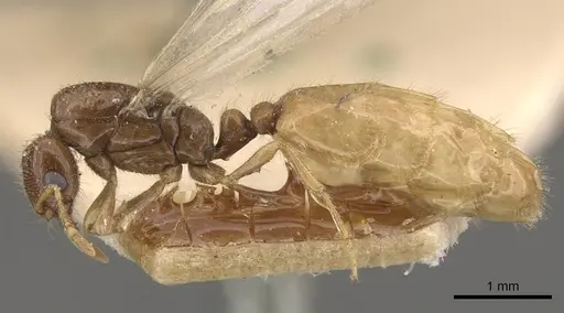 Solenopsis lou specimen