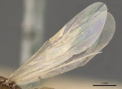 Solenopsis lou - CASENT0908866