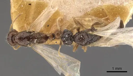 Solenopsis lou - CASENT0908867