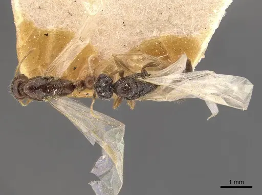 Solenopsis lou - CASENT0908867