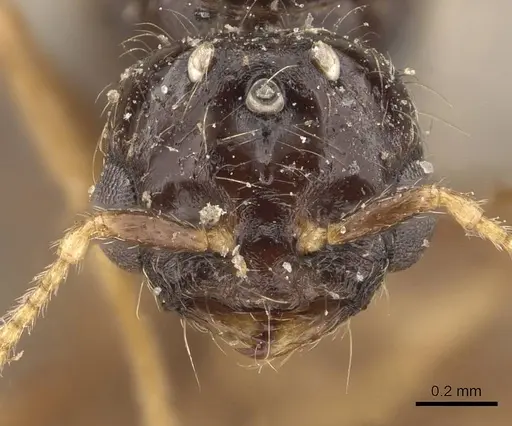 Solenopsis lou - CASENT0908867