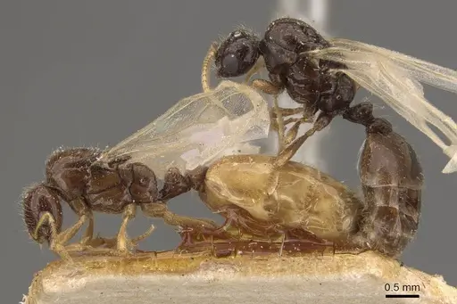 Solenopsis lou - CASENT0908867