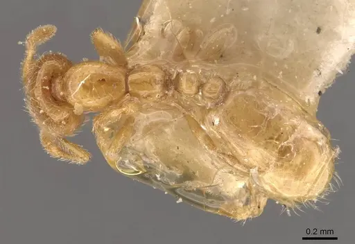 Solenopsis lou - CASENT0908868