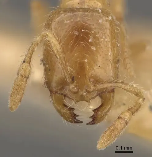 Solenopsis lou - CASENT0908868