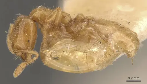 Solenopsis lou - CASENT0908868