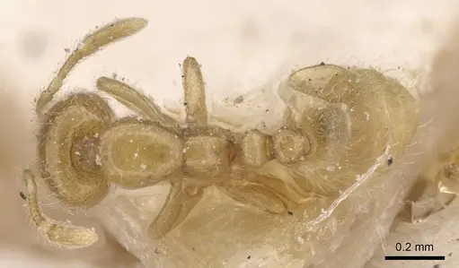 Solenopsis lou - CASENT0913906