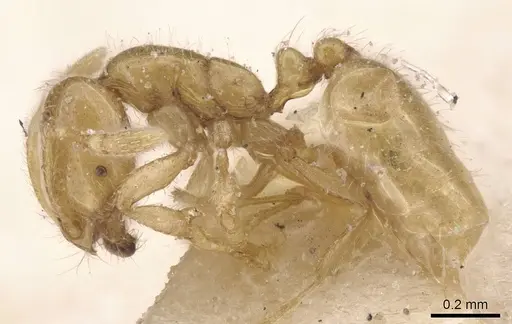 Solenopsis lou - CASENT0913906