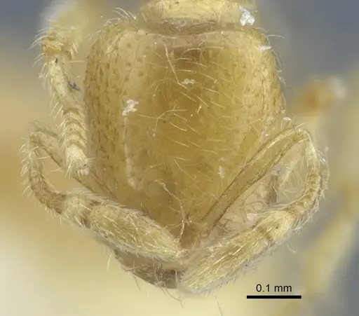 Solenopsis lou - CASENT0917005