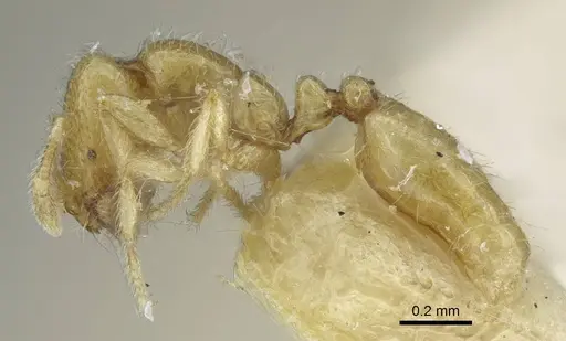 Solenopsis lou - CASENT0917005