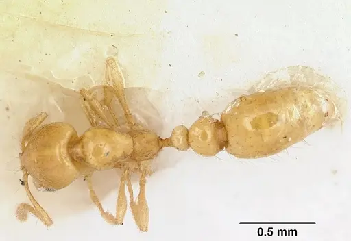 Solenopsis lucayensis specimen
