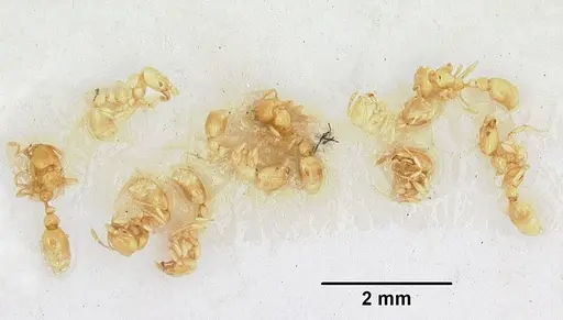 Solenopsis lucayensis specimen