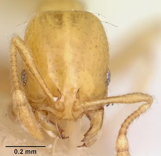 Solenopsis lucayensis specimen