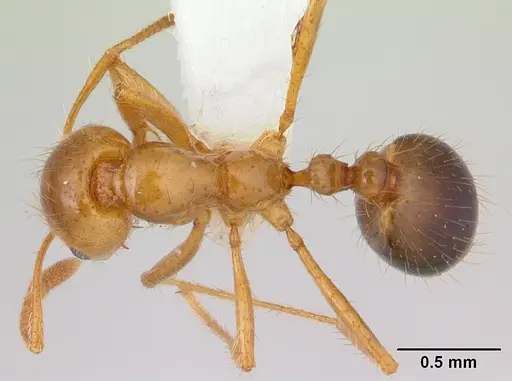 Solenopsis macdonaghi specimen