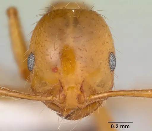 Solenopsis macdonaghi specimen