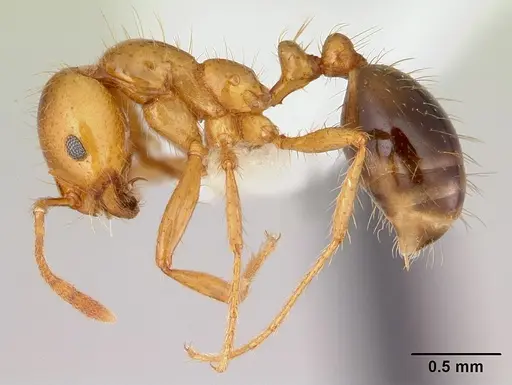 Solenopsis macdonaghi specimen