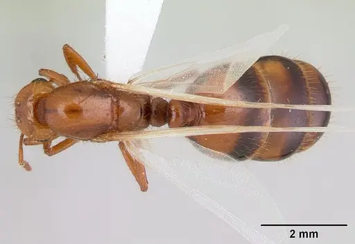 Solenopsis macdonaghi - CASENT0178138