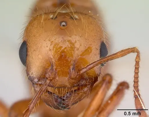 Solenopsis macdonaghi - CASENT0178138