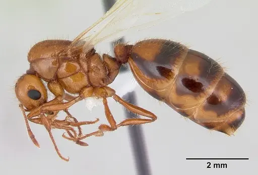 Solenopsis macdonaghi - CASENT0178138