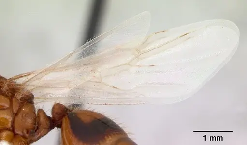 Solenopsis macdonaghi - CASENT0178138