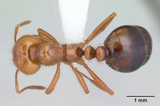 Solenopsis macdonaghi - CASENT0178139