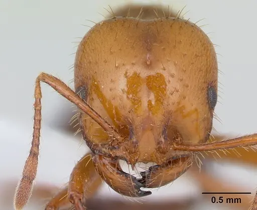 Solenopsis macdonaghi - CASENT0178139