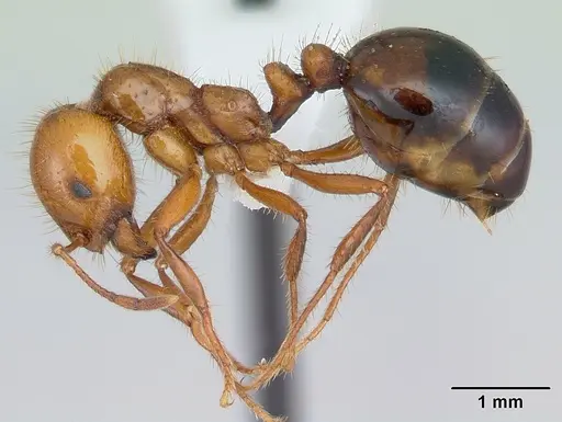 Solenopsis macdonaghi - CASENT0178139