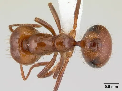 Solenopsis macdonaghi - CASENT0178143
