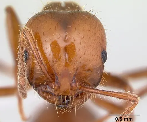 Solenopsis macdonaghi - CASENT0178143